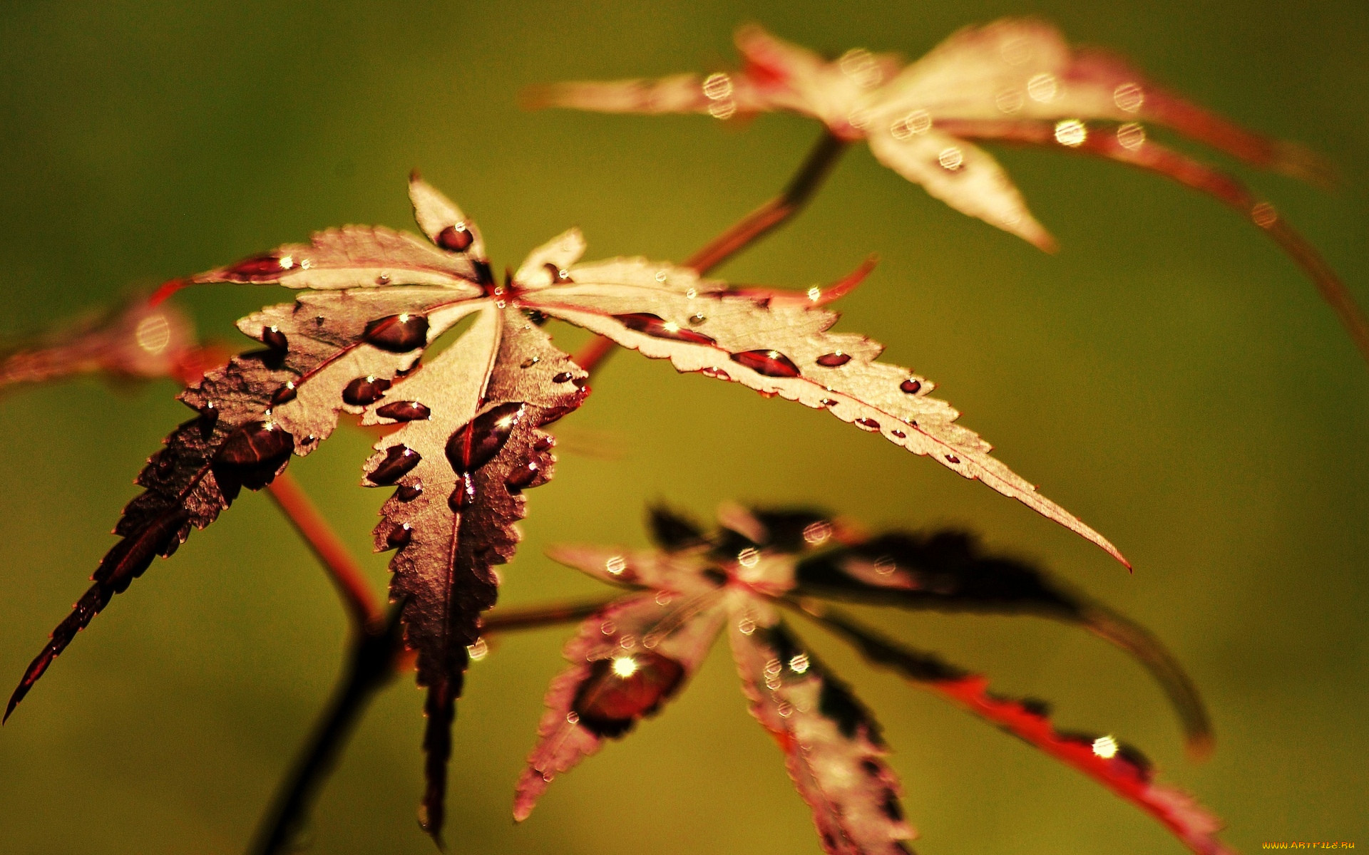 , , , macro, , , , , , 